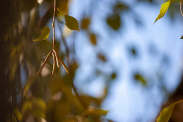 Birch tree bud on a blurry autumn background. Tree buds in spring. Close-up.
