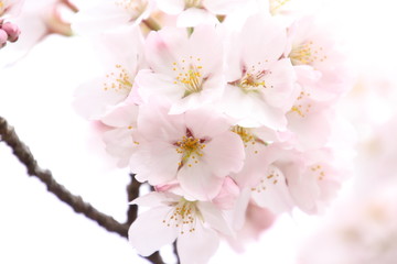 Obraz premium ふくふく地蔵の桜