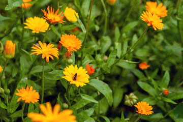 Calendula officinalis, the pot marigold, ruddles, common marigold or Scotch marigold. Calendula flowers as a background.