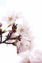 Fototapeta premium ふくふく地蔵の桜