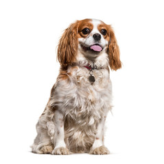 Cavalier King Charles sitting against white background