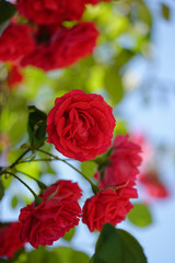 Rosenblüten