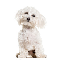 Maltese sitting against white background
