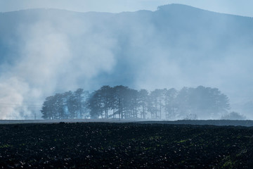 Dense smoke near pine woods on empty agricultural field, negligent people burning the dried vegetation at autumn.