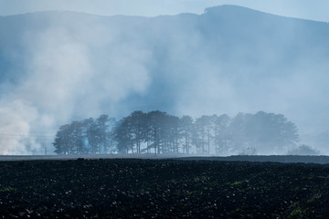 Fototapeta premium Dense smoke near pine woods on empty agricultural field, negligent people burning the dried vegetation at autumn.
