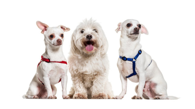 Chihuahua dogs and maltese sitting against white background