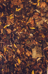 red and orange autumn leaves in the water