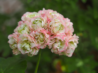 Beautiful pink Geranium Apple Blossom Rosebud (Pelargonium) flower