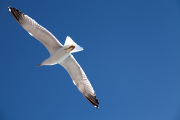 Sea gull on a background of blue sky.