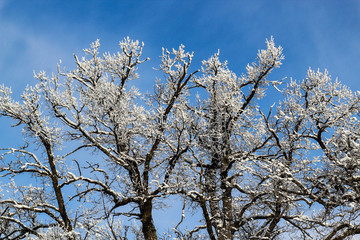 tree tops covered with white frost against a clear blue sky. beginning of winter