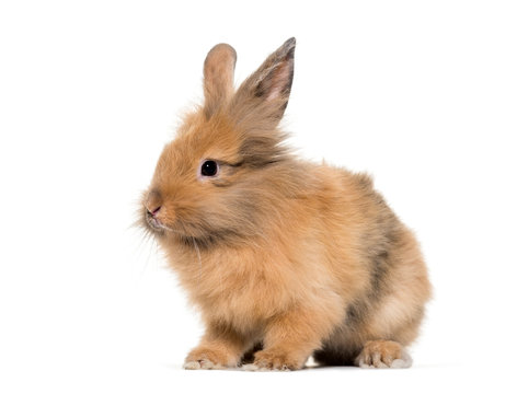 Young Lionhead rabbit, four months old sitting against white
