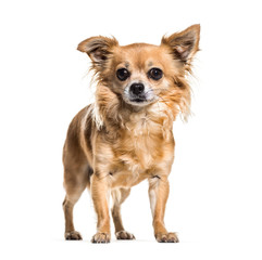 Chihuahua dog standing against white background