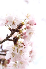 ふくふく地蔵の桜