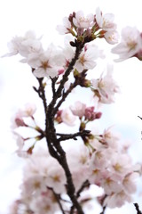 ふくふく地蔵の桜