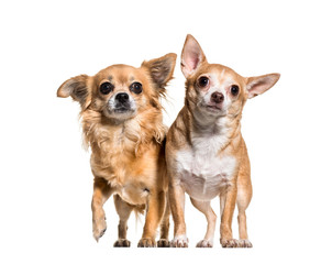 Chihuahua dogs standing against white background