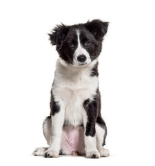 Three months old puppy black and white Border Collie sitting aga