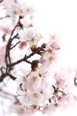 ふくふく地蔵の桜