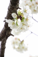 ふくふく地蔵の桜