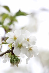 ふくふく地蔵の桜