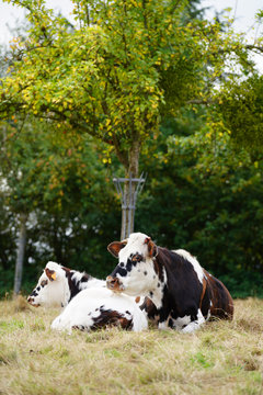 Animal ferme vache 318
