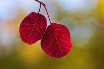Two red leaves on a multicolored background. Bokeh background.