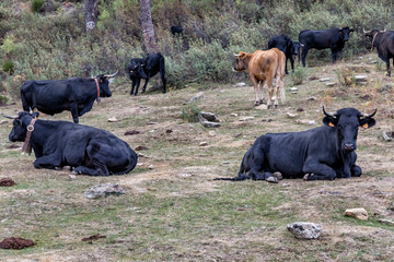 Ganado vacuno en el collado de Los Conejos. Sierra de Gredos.. Avila. España. Europa.