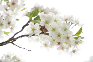 ふくふく地蔵の桜