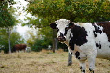 Animal ferme vache 322
