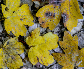 feuilles automne
