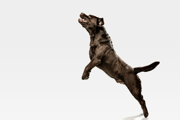 Jump high as he can. Chocolate labrador retriever dog in the studio. Indoor shot of young pet. Funny puppy over white background.