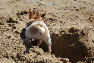  Chihuahua puppy digs sand on the beach. Back view.