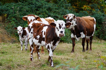 Animal ferme vache 327