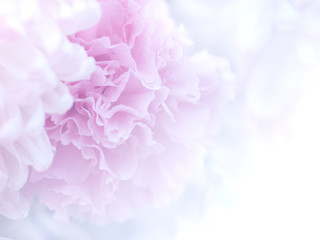 Blurred of flowers blooming. in the pastel color style for background.