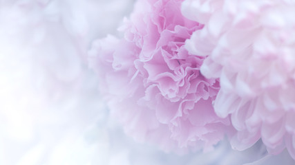 Blurred of flowers blooming. in the pastel color style for background.