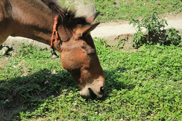 Horse eating gass over mountains