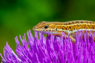 Beautiful lizard - Stock Image