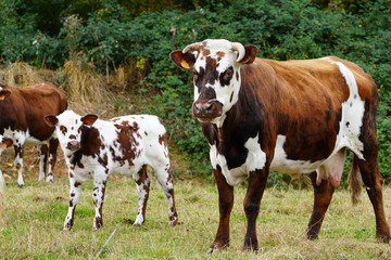 Animal ferme vache 330