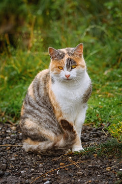Sitting Domestic Cat