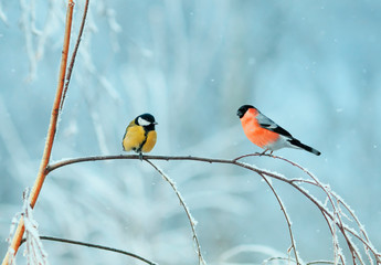 two bright birds tit and bullfinch sitting on a birch branch covered with snow in the festive new...