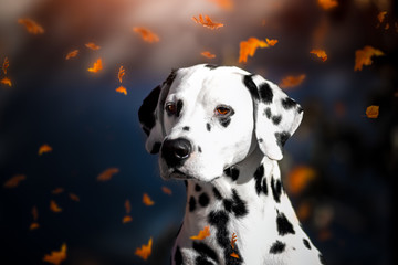 Portrait of a Dalmatian dog in autumn leaf fall in the Park.