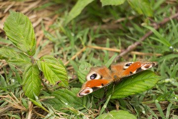 Papillon rouge posé sur une feuille