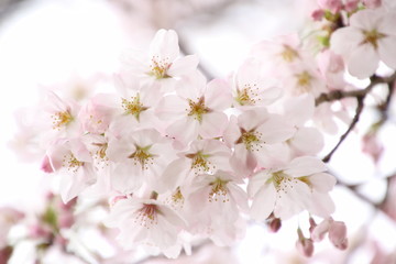 ふくふく地蔵の桜