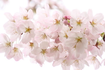 Obraz na płótnie Canvas ふくふく地蔵の桜