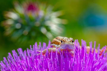 Beautiful lizard - Stock Image
