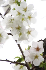 ふくふく地蔵の桜