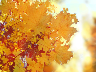 autumn landscape forest with yellow red leaves with sunny light beams