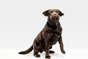 Funny chocolate labrador retriever dog sitting in the studio. Indoor shot of young pet. Funny puppy over white background.