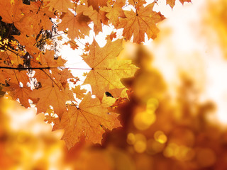 autumn landscape forest with yellow red leaves with sunny light beams