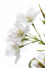 ふくふく地蔵の桜