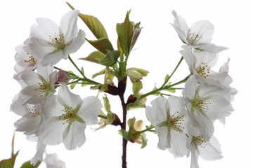 ふくふく地蔵の桜